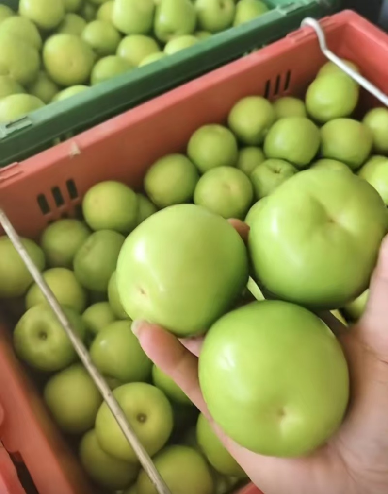 脆甜爽口多汁西双版纳苹果枣