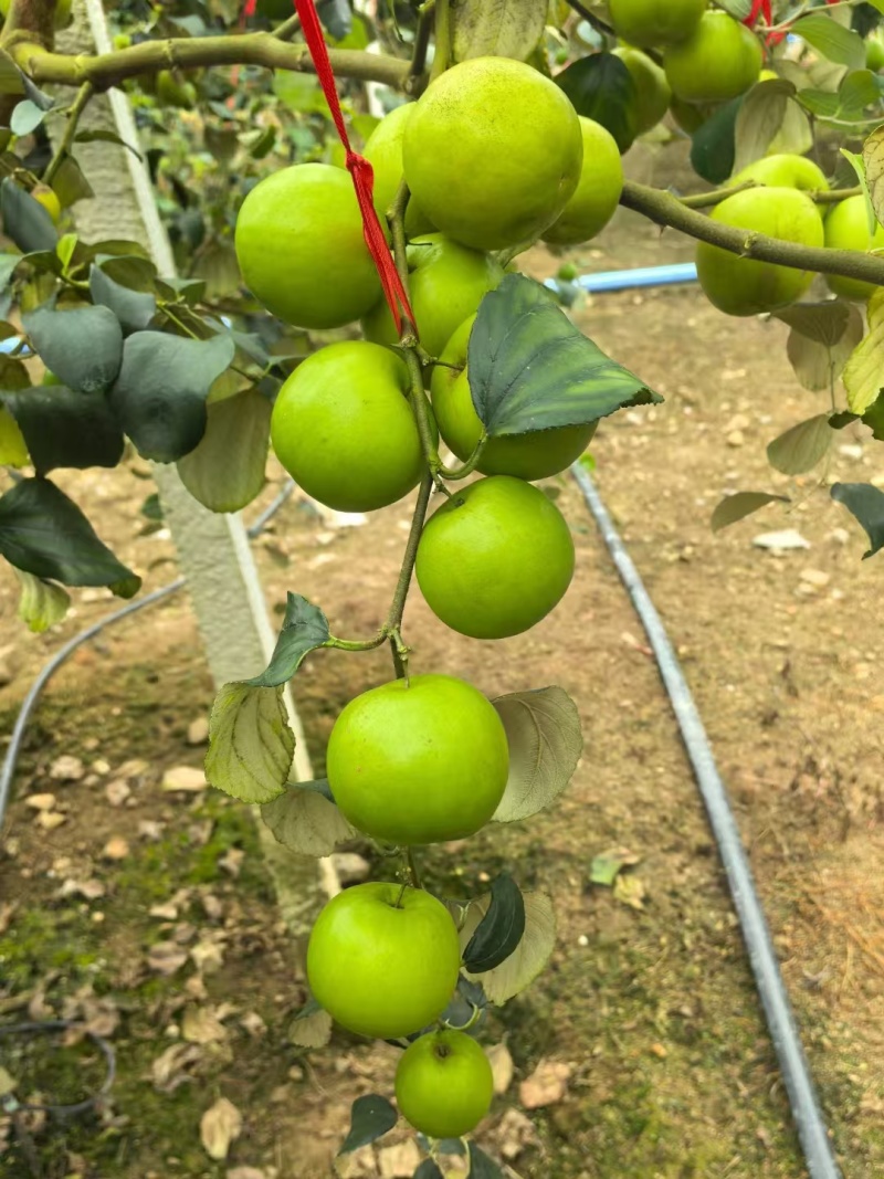 脆甜爽口多汁西双版纳苹果枣