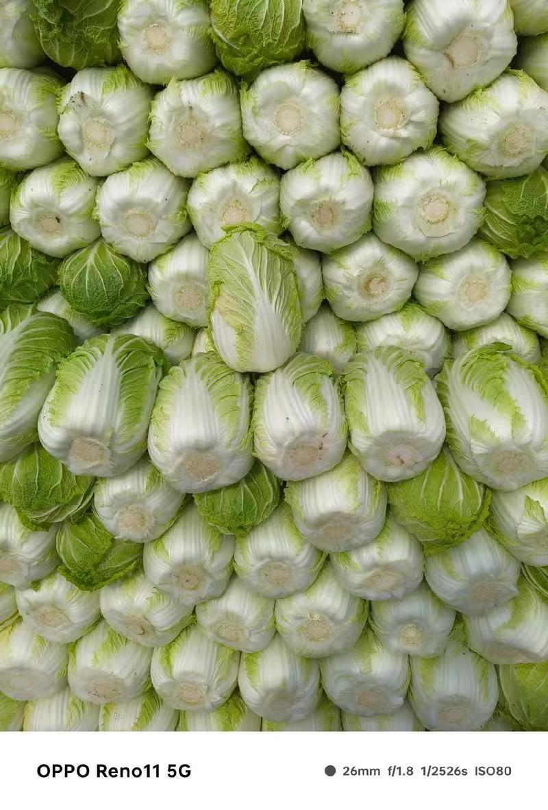 精品白菜黄心白菜江苏白菜量大价优欢迎选购