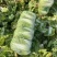 精品白菜黄心白菜江苏白菜量大价优欢迎选购