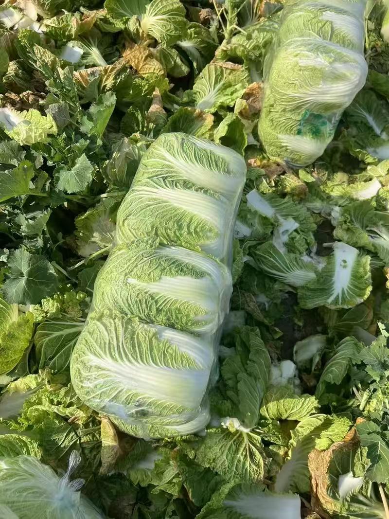 精品白菜黄心白菜江苏白菜量大价优欢迎选购