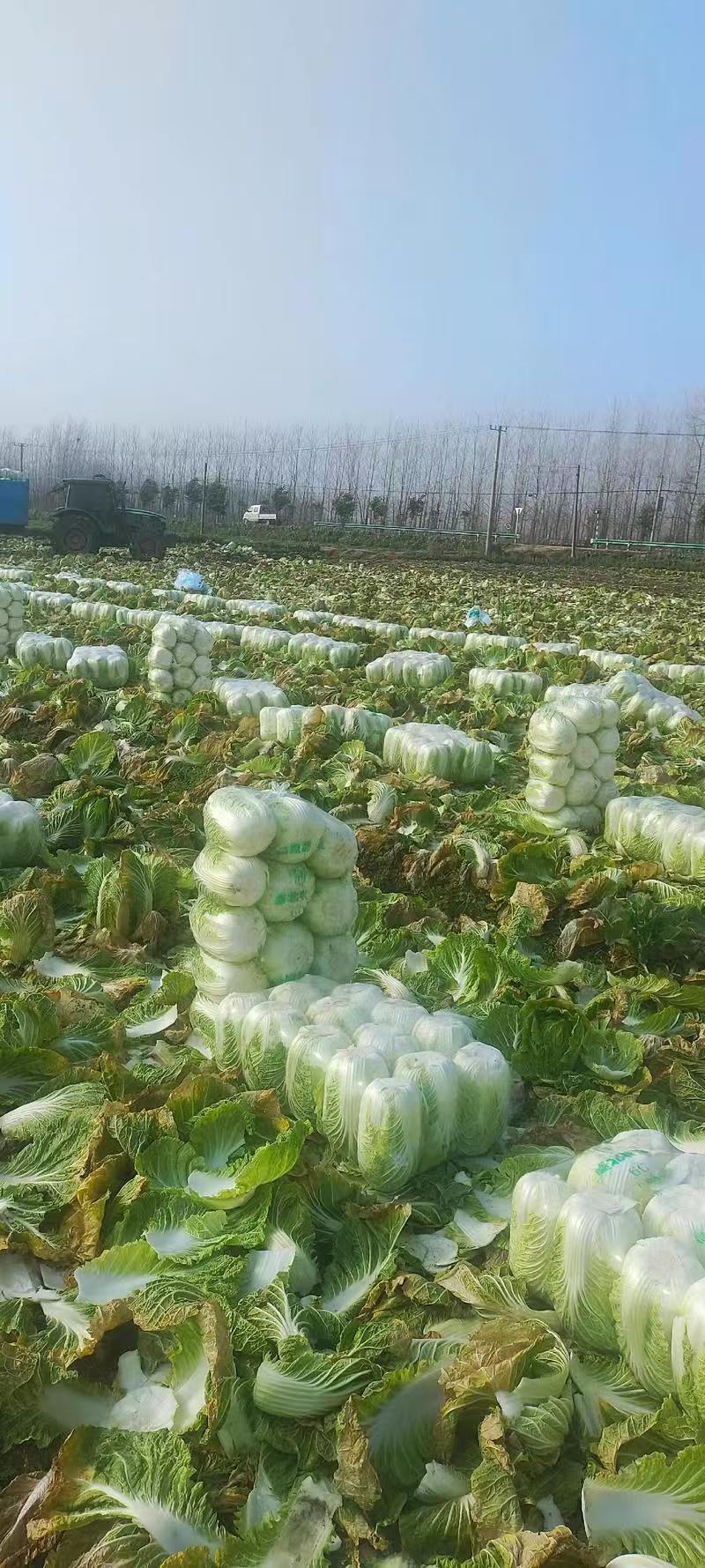 精品白菜黄心白菜江苏白菜量大价优欢迎选购