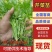 芹菜苗法国皇后精品芹菜苗根系发达易活各种包装都有