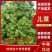 儿菜，万亩基地，产地直销直发一条龙的服务