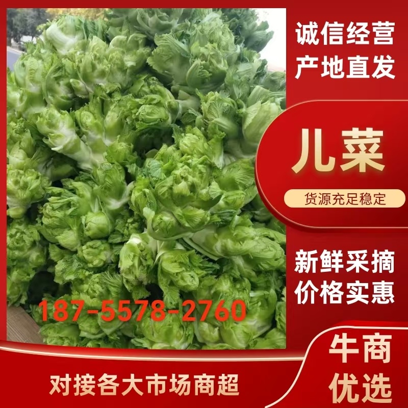 儿菜，万亩基地，产地直销直发一条龙的服务