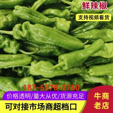 砀山县万亩辣椒产地代发代收各种包装对接全国欢迎来电