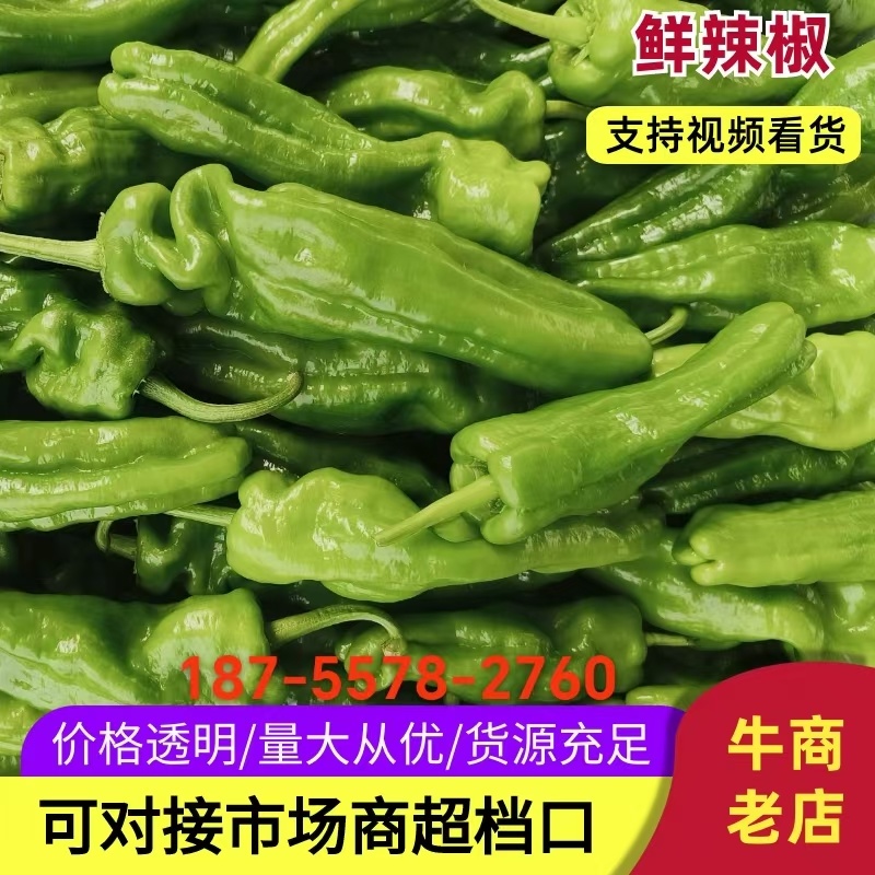 砀山县万亩辣椒产地代发代收各种包装对接全国欢迎来电