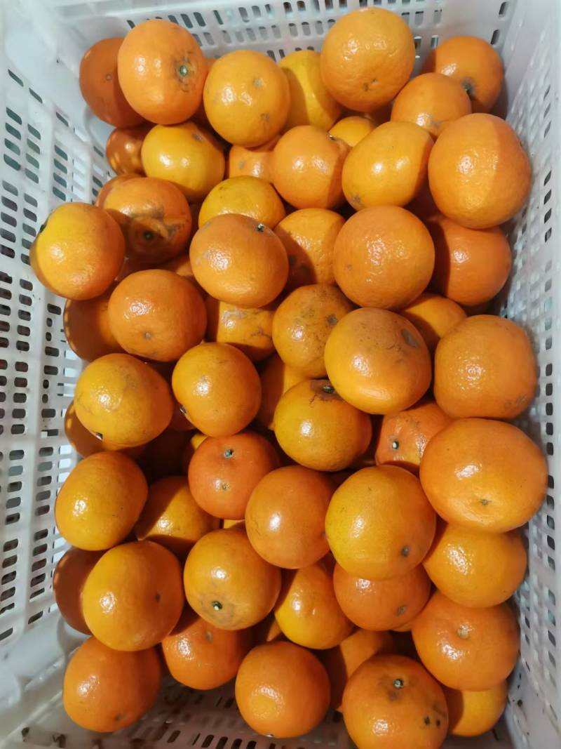 广西沃柑产地直发精品柑橘电商市场商超货源