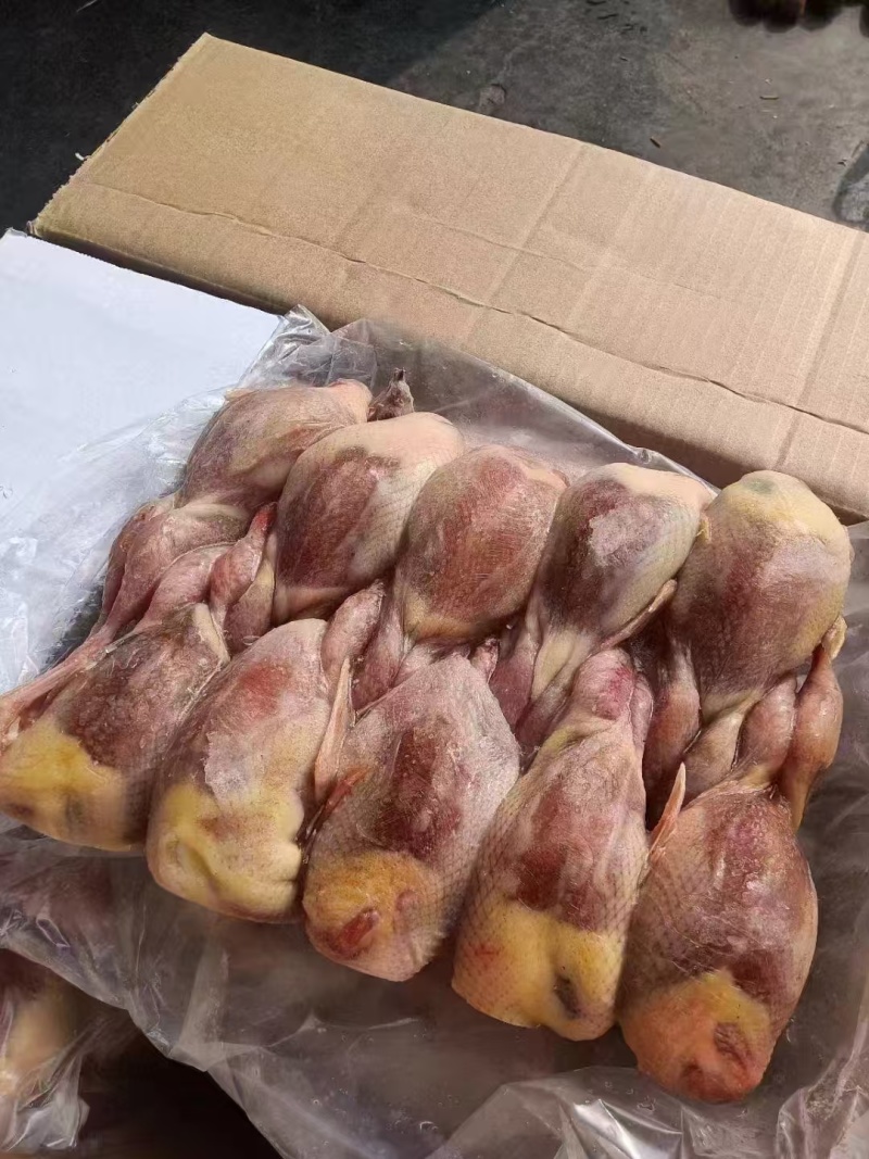 放血大鹌鹑100只/箱白条净膛冷冻毛干净