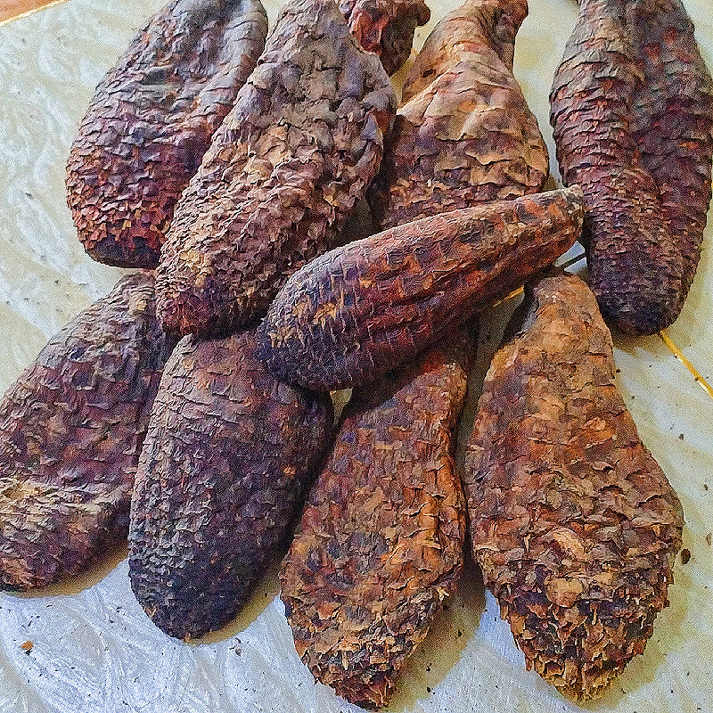 新疆肉苁蓉商用手挑大芸品相美整根硬质短条泡水泡茶原料批发