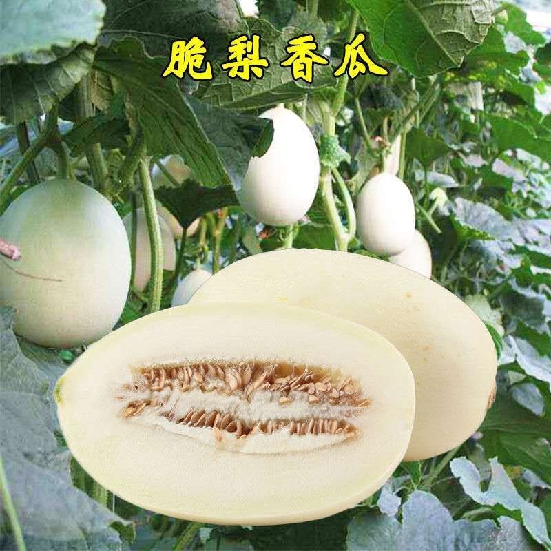 春秋脆梨甜瓜种子果皮洁白果肉纯白色香甜可口糖度高