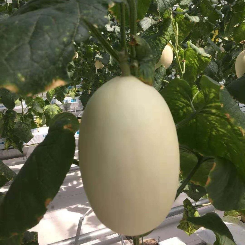 春秋脆梨甜瓜种子果皮洁白果肉纯白色香甜可口糖度高