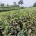 四川茶树茶树苗1-8年规格齐全基地直发全国供应