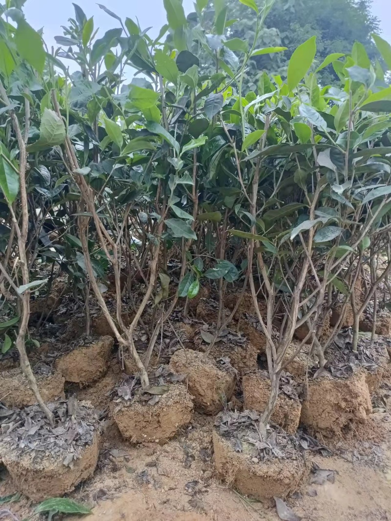 四川茶树茶树苗1-8年规格齐全基地直发全国供应