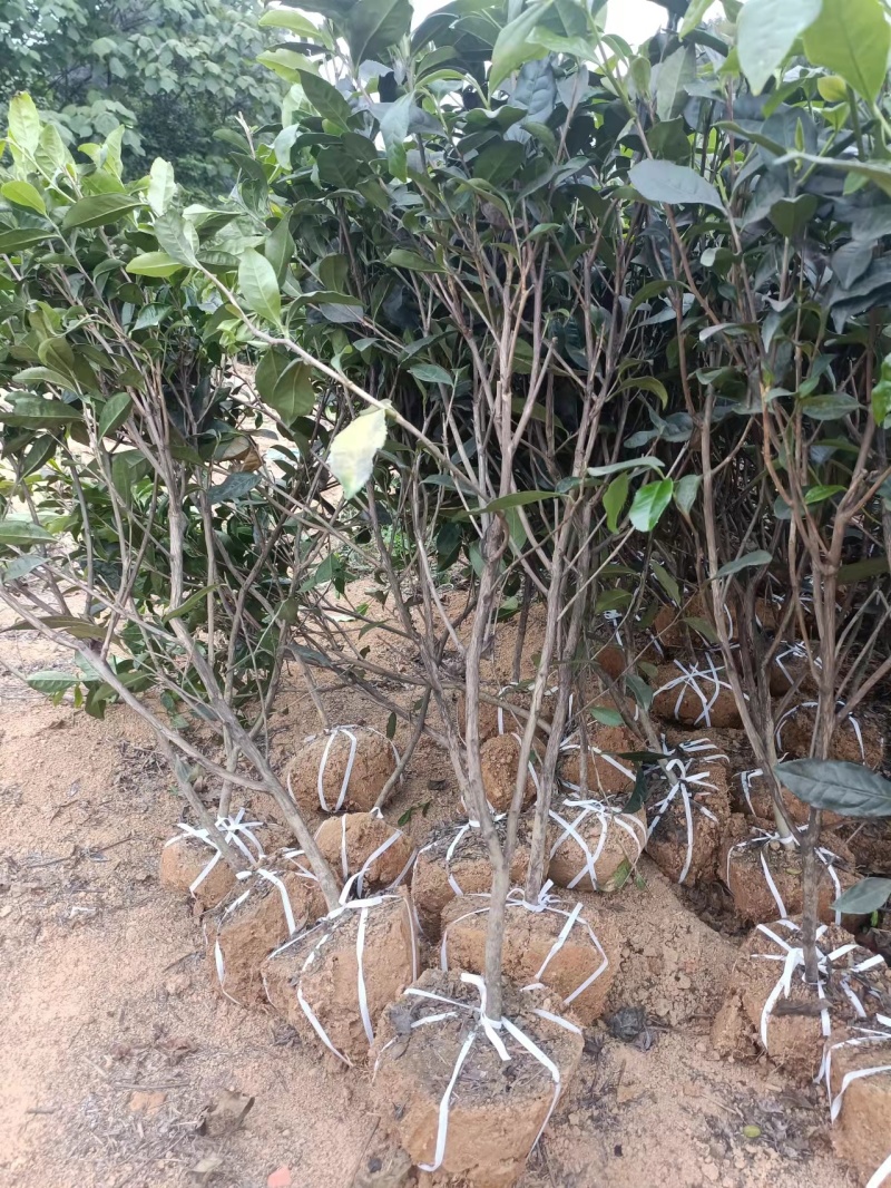 四川茶树茶树苗1-8年规格齐全基地直发全国供应