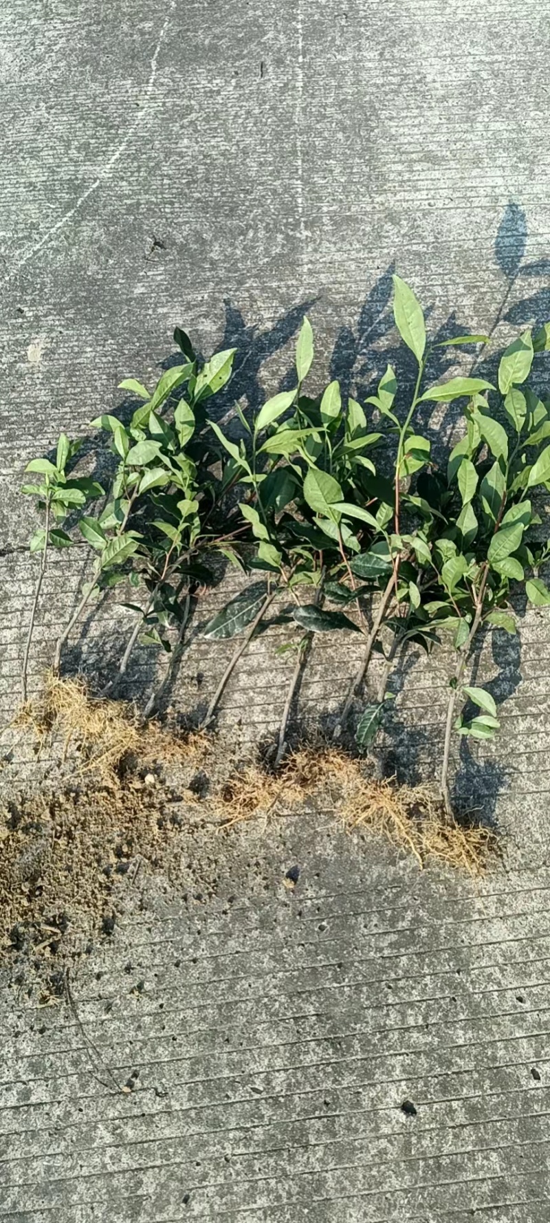 四川茶树茶树苗1-8年规格齐全基地直发全国供应