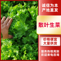 【散叶生菜】辽宁生菜一手货源货量大颜色靓无虫眼暗病带包装