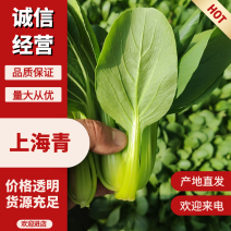 【上海青】小油菜大小规格都有鲜嫩翠绿水分足有纸箱袋子框子