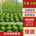 【价格低】新民苦菊苦苣可以视频看货现场订货随来随装有场地