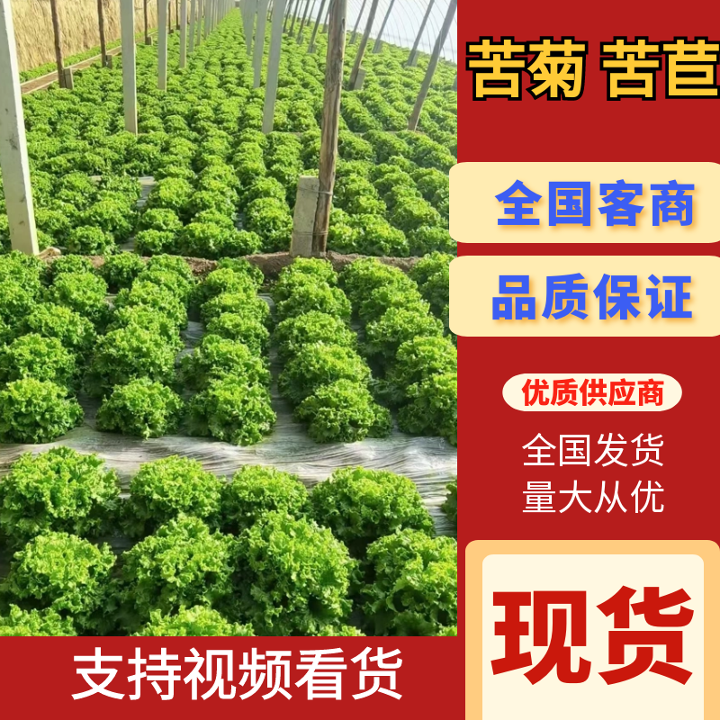 【价格低】新民苦菊苦苣可以视频看货现场订货随来随装有场地