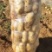 【实验1号土豆】内蒙古优质土豆，基地现货直发，欢迎来电订购
