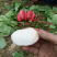 京红一号水萝卜种子三系杂交红皮白肉耐抽苔耐糠心