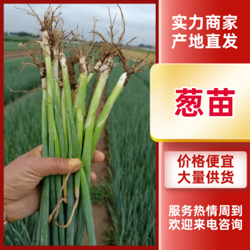 铁杆大葱苗山东葱苗安丘葱苗产地直发提供技术指导