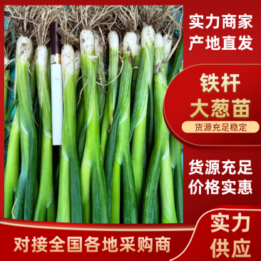 山东铁杆葱苗，钢葱苗，四季香葱苗，优质现货，可代育，保证质量