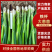 山东铁杆葱苗，钢葱苗，四季香葱苗，优质现货，可代育，保证质量