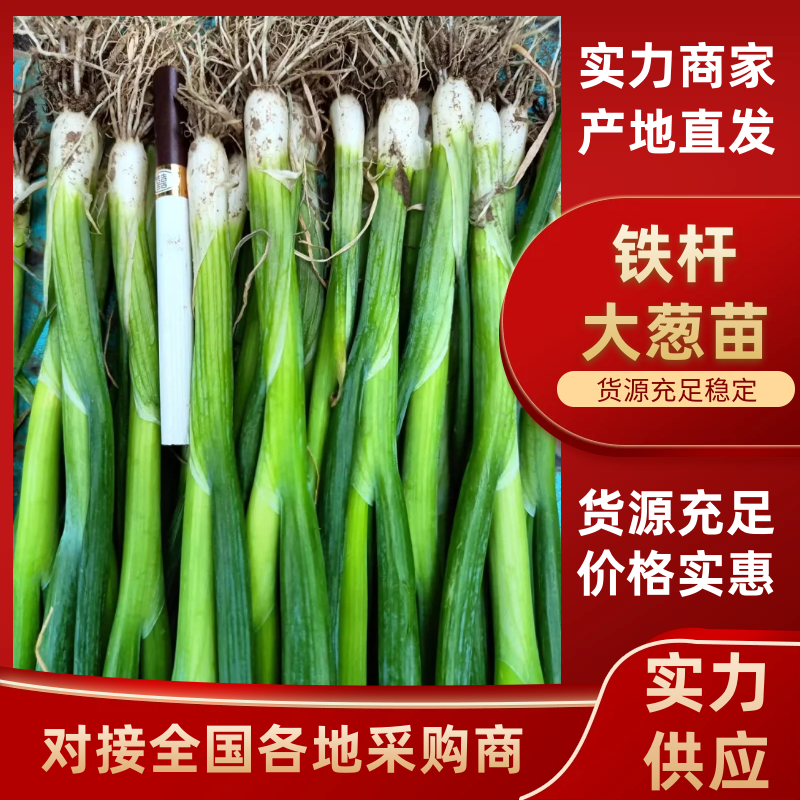 山东铁杆葱苗，钢葱苗，四季香葱苗，优质现货，可代育，保证质量