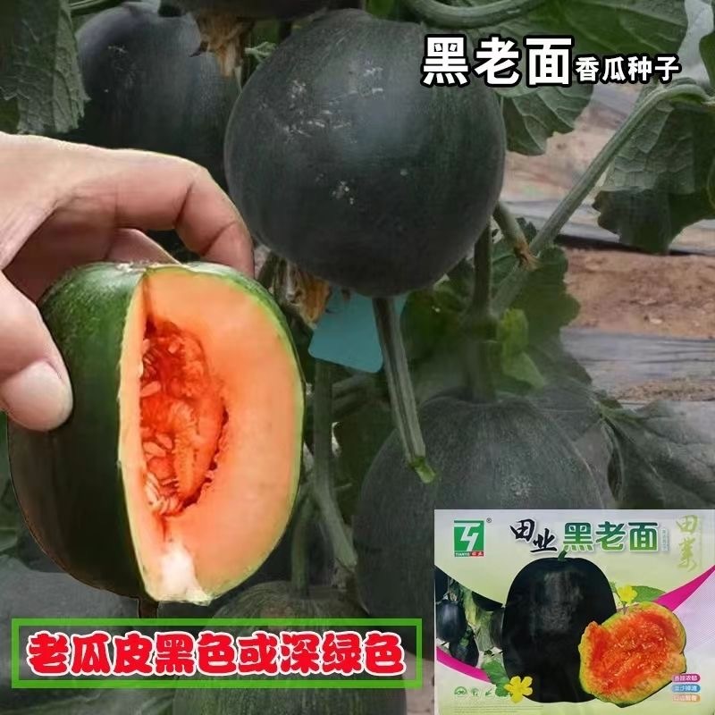 黑老面甜瓜种子黑皮面瓜种子香甜浓郁面沙掉渣口齿留香