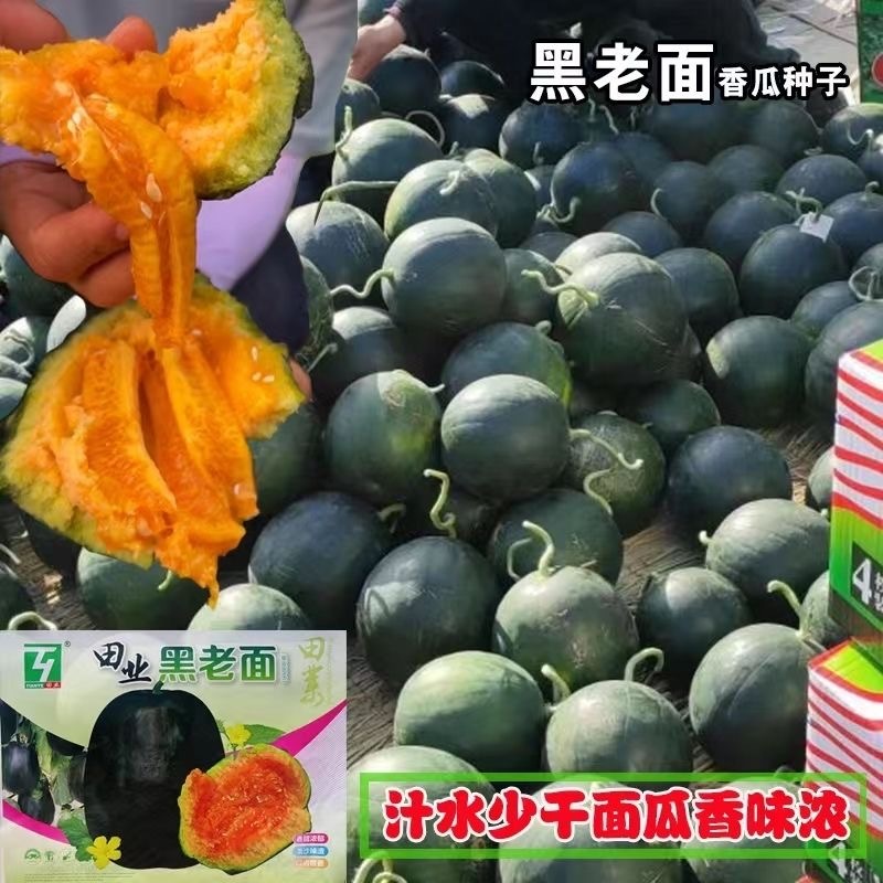 黑老面甜瓜种子黑皮面瓜种子香甜浓郁面沙掉渣口齿留香