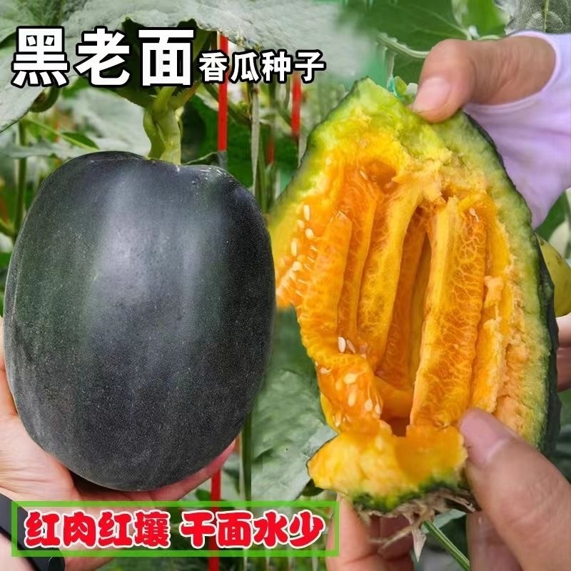 黑老面甜瓜种子黑皮面瓜种子香甜浓郁面沙掉渣口齿留香