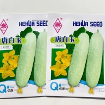唐白玉黄瓜种子强雌品种瓜把短口感清脆瓜味香浓