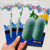 迷你冬瓜种子单瓜3公斤左右肉质紧密耐贮运