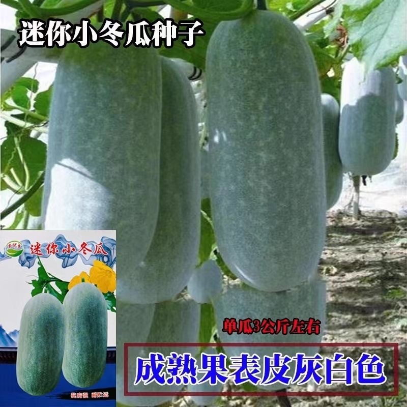迷你冬瓜种子单瓜3公斤左右肉质紧密耐贮运