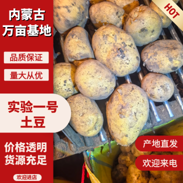 【实验1号土豆】内蒙古优质土豆，基地现货直发，欢迎来电订购