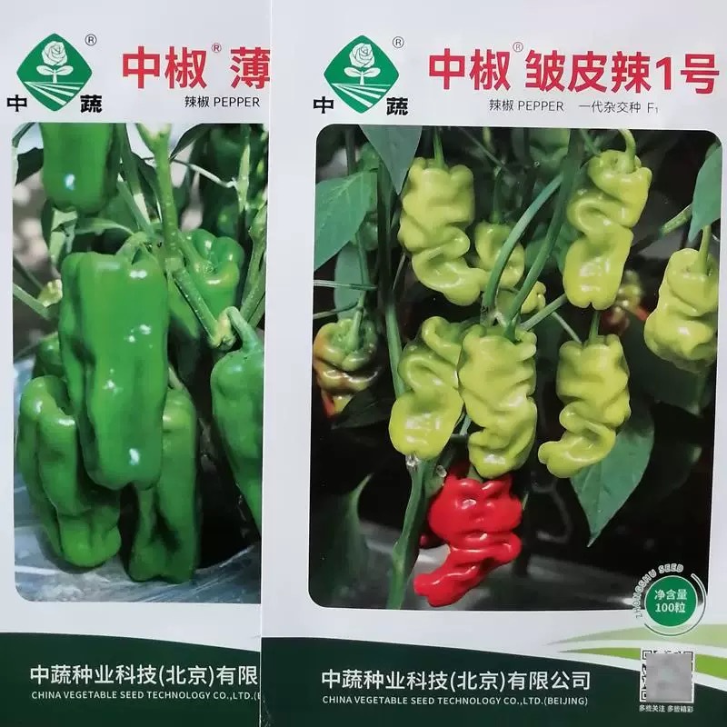 中椒皱皮辣1号薄皮辣1号辣椒种子味辣清香皱皮早熟杂交辣椒