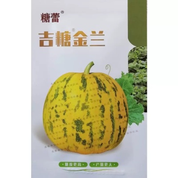 糖蕾吉糖金兰甜瓜种子花皮绿肉高糖转色快果面亮红黄色