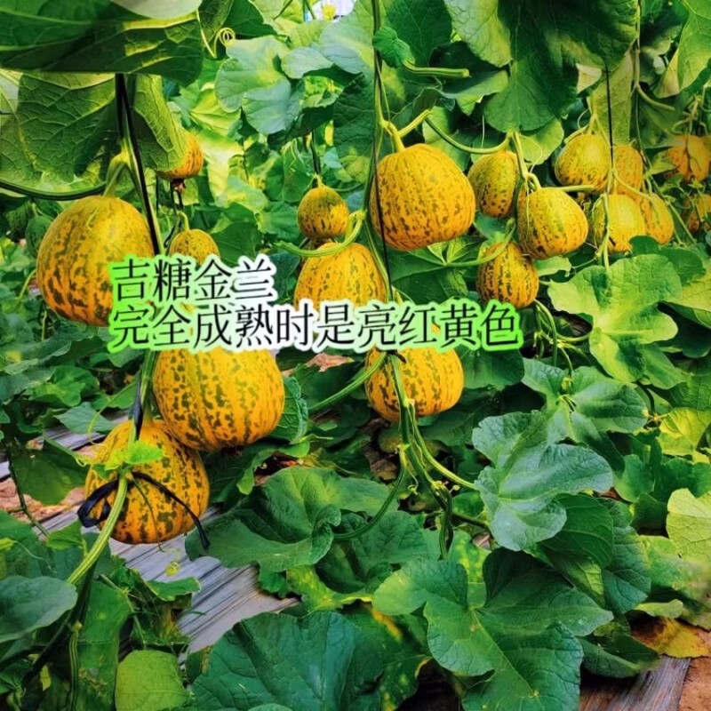 糖蕾吉糖金兰甜瓜种子花皮绿肉高糖转色快果面亮红黄色