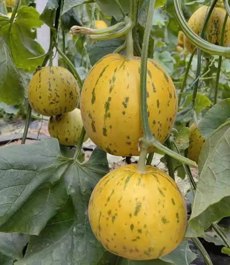 糖蕾吉糖金兰甜瓜种子花皮绿肉高糖转色快果面亮红黄色