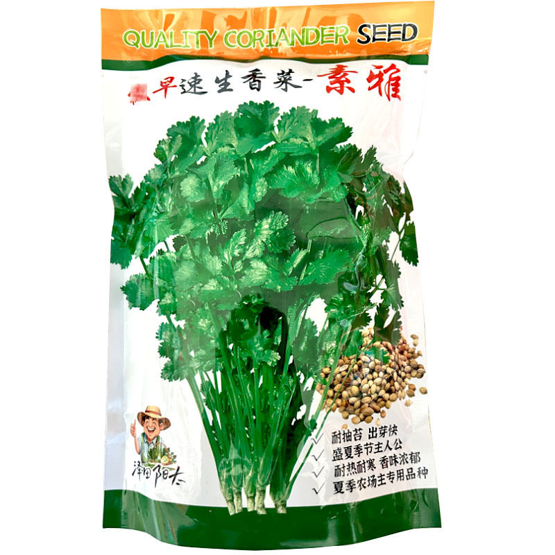 香菜种子早速生香菜素雅耐抽苔出芽快耐热产量高大田基地