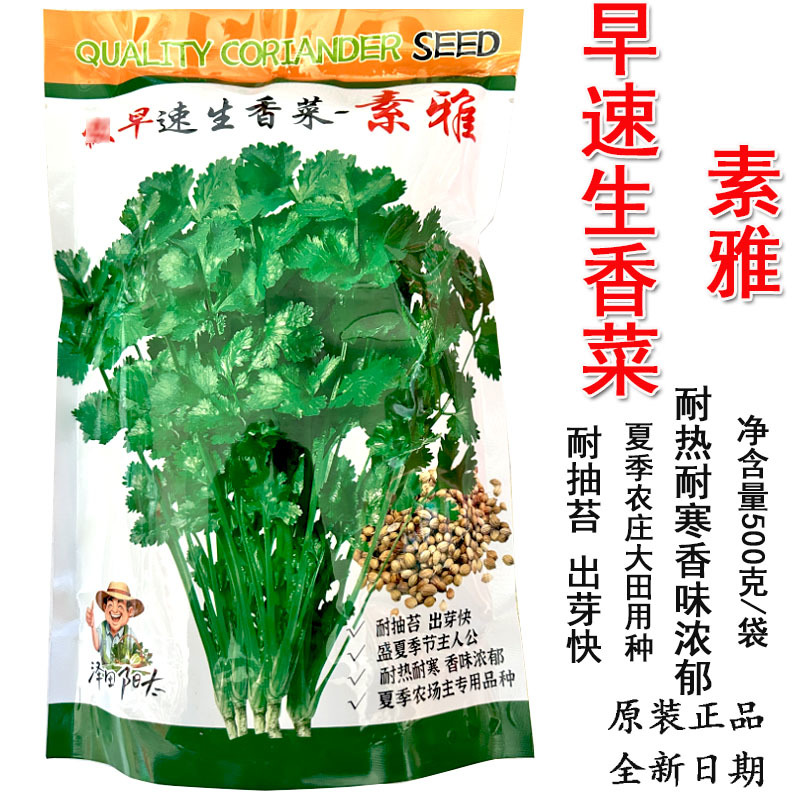 香菜种子早速生香菜素雅耐抽苔出芽快耐热产量高大田基地