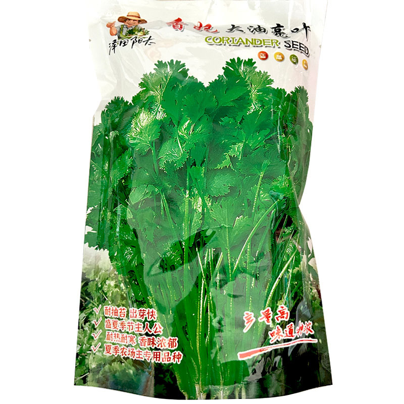香妃大油叶香菜种子大叶耐热耐抽苔产量高基地品种