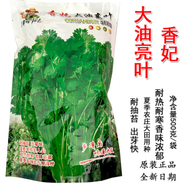 香妃大油叶香菜种子大叶耐热耐抽苔产量高基地品种