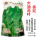 香妃大油叶香菜种子大叶耐热耐抽苔产量高基地品种