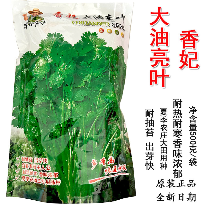 香妃大油叶香菜种子大叶耐热耐抽苔产量高基地品种