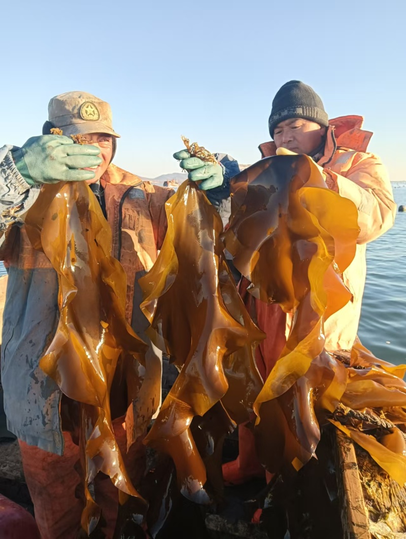 海带鲜海带水菜深海养殖一手货源运费商议