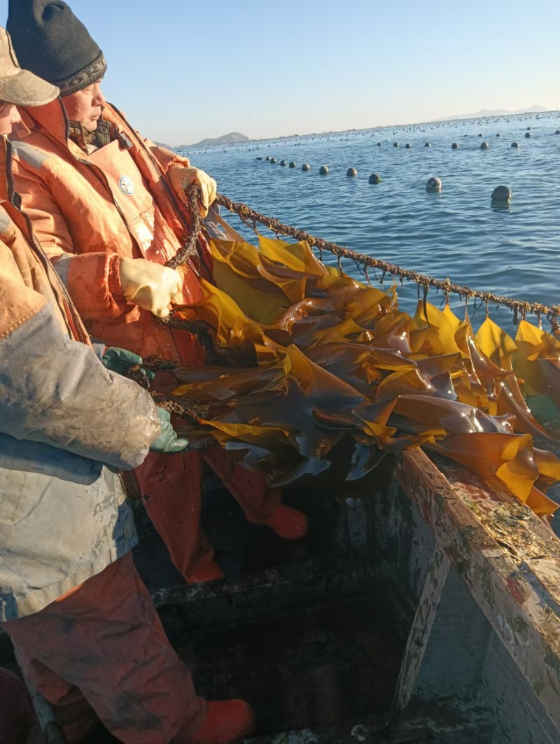 海带鲜海带水菜深海养殖一手货源运费商议