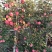 红富士苹果【洛川苹果】支持视频看货，可发往全国市场！